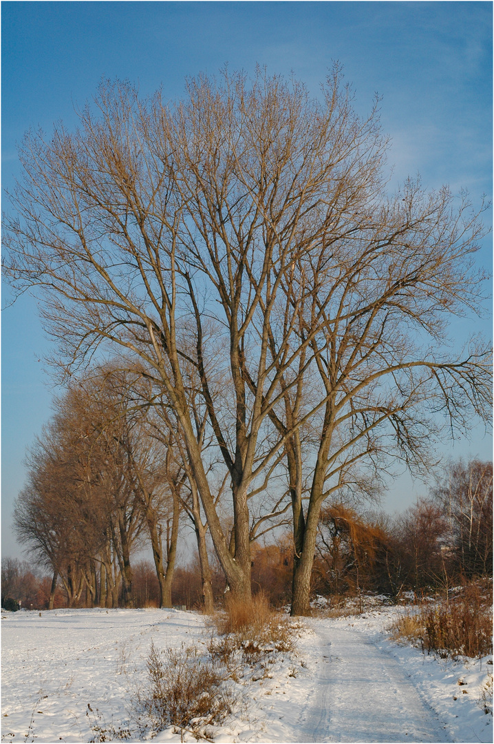 "Winterlandschaft" - Sindlingen, 30. Dezember 2005