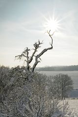 winterlandschaft + sonnenschein