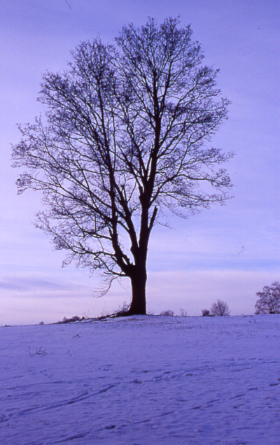 Winterlandschaft-Staffelsee