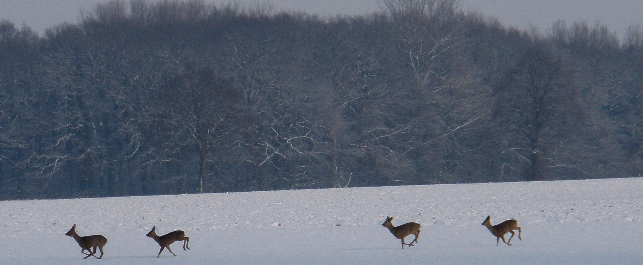 Winterlandschaft und Rehe