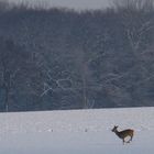 Winterlandschaft und Rehe