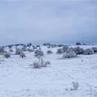 Winterlandschaft vor den Toren der Hansestadt Stralsund...