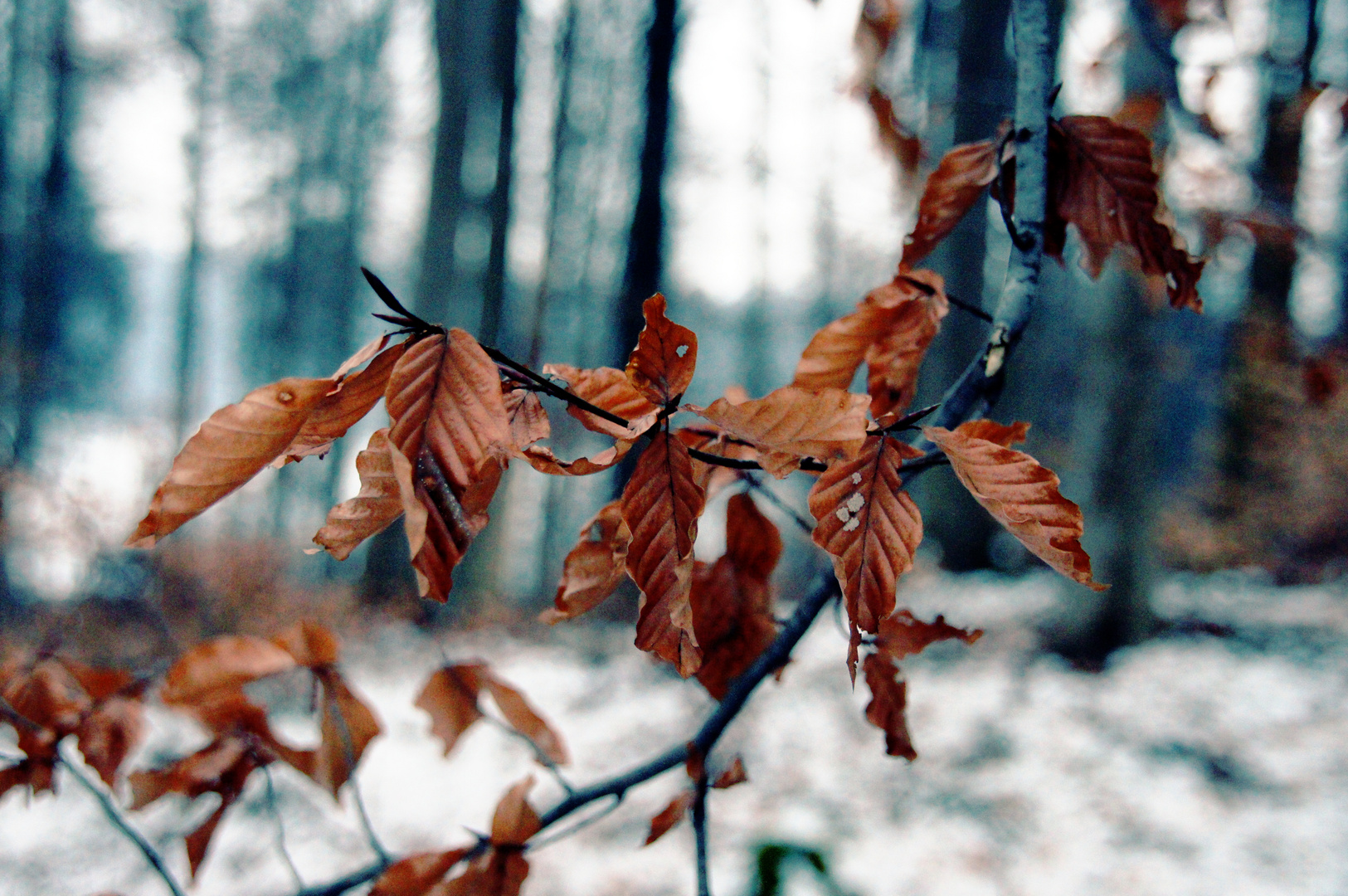 Winterlandschaften - Eis auf den Blättern