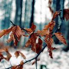 Winterlandschaften - Eis auf den Blättern