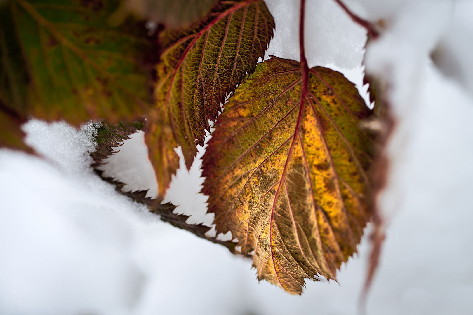 Winterlaub 