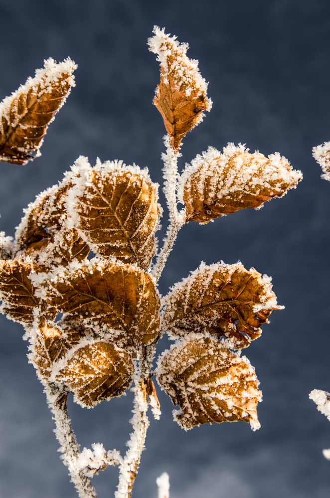 Winterlaub