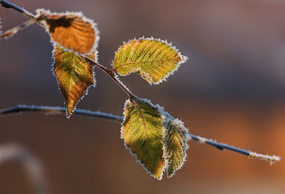 Winterlaub