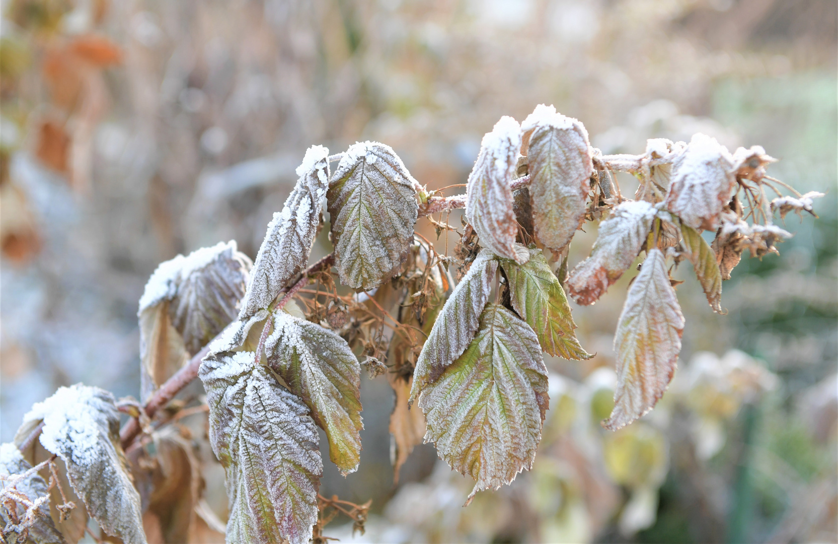 Winterlaub