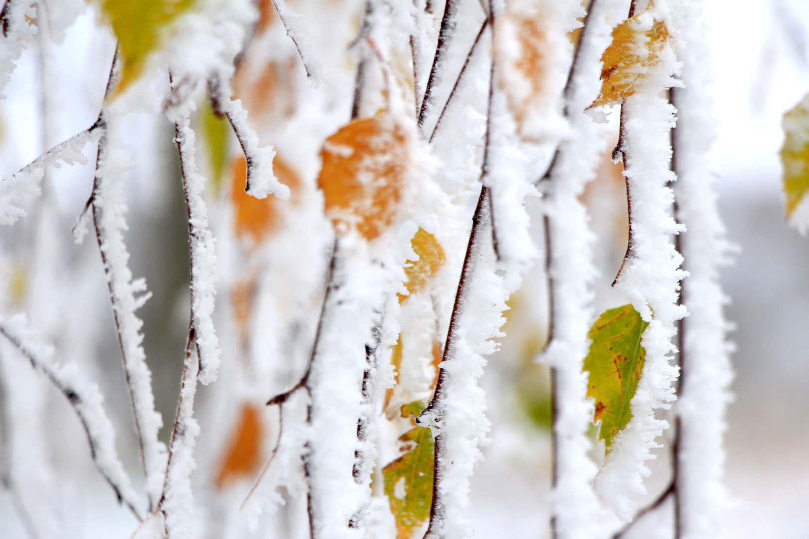 Winterlaune