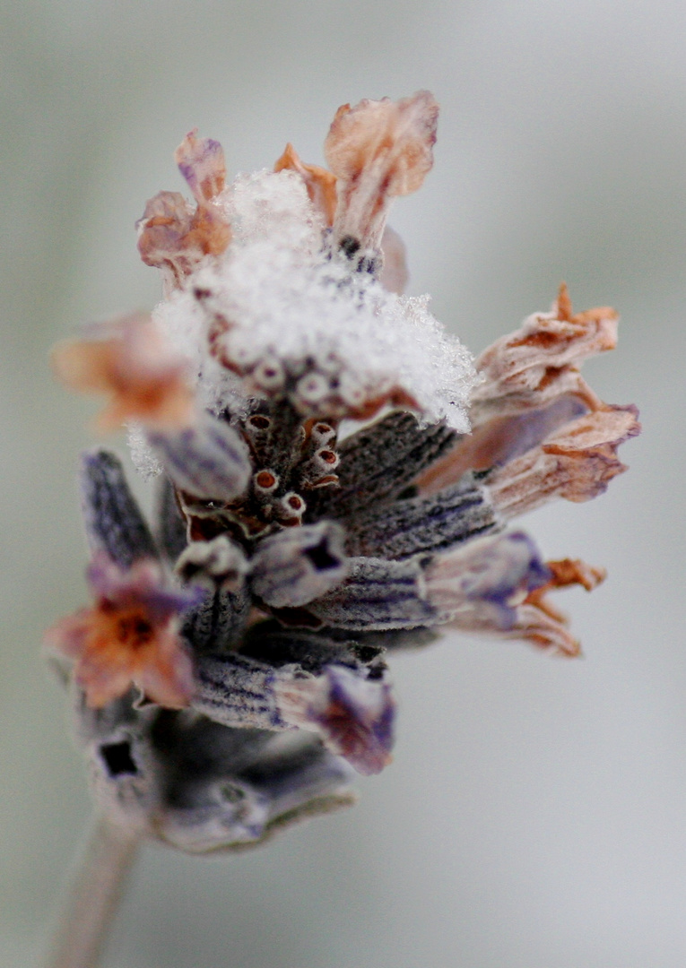 Winterlavendel.