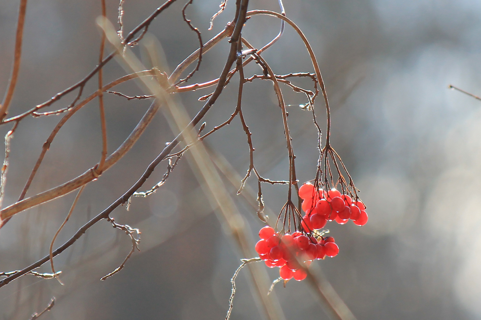 Winterleben