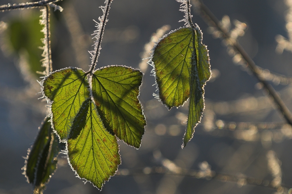 Winterleuchten