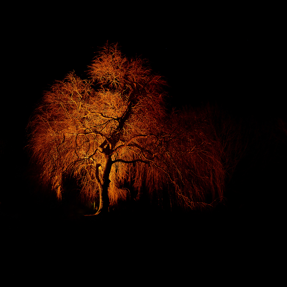 Winterleuchten 2014 - der Baum