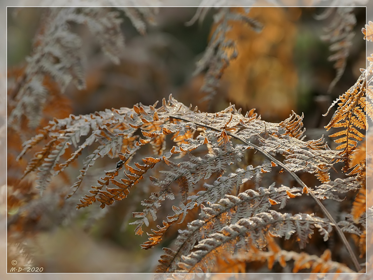 ... Winterleuchten ...