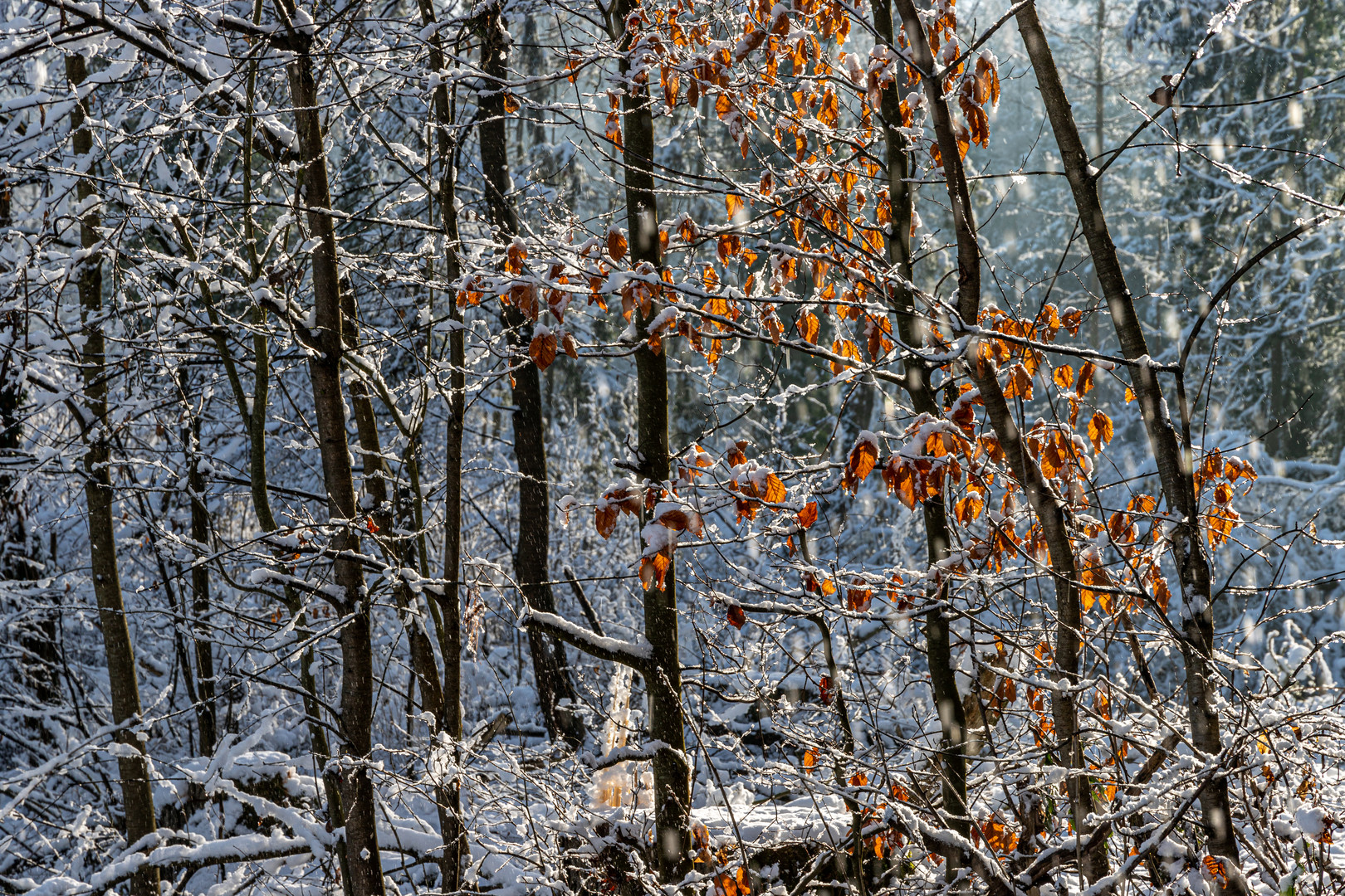 Winterleuchten