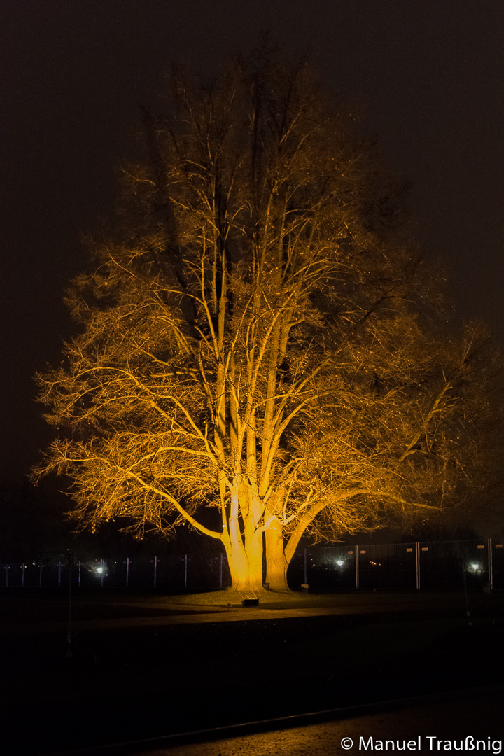 Winterleuchten Erfurt 2017 (2)