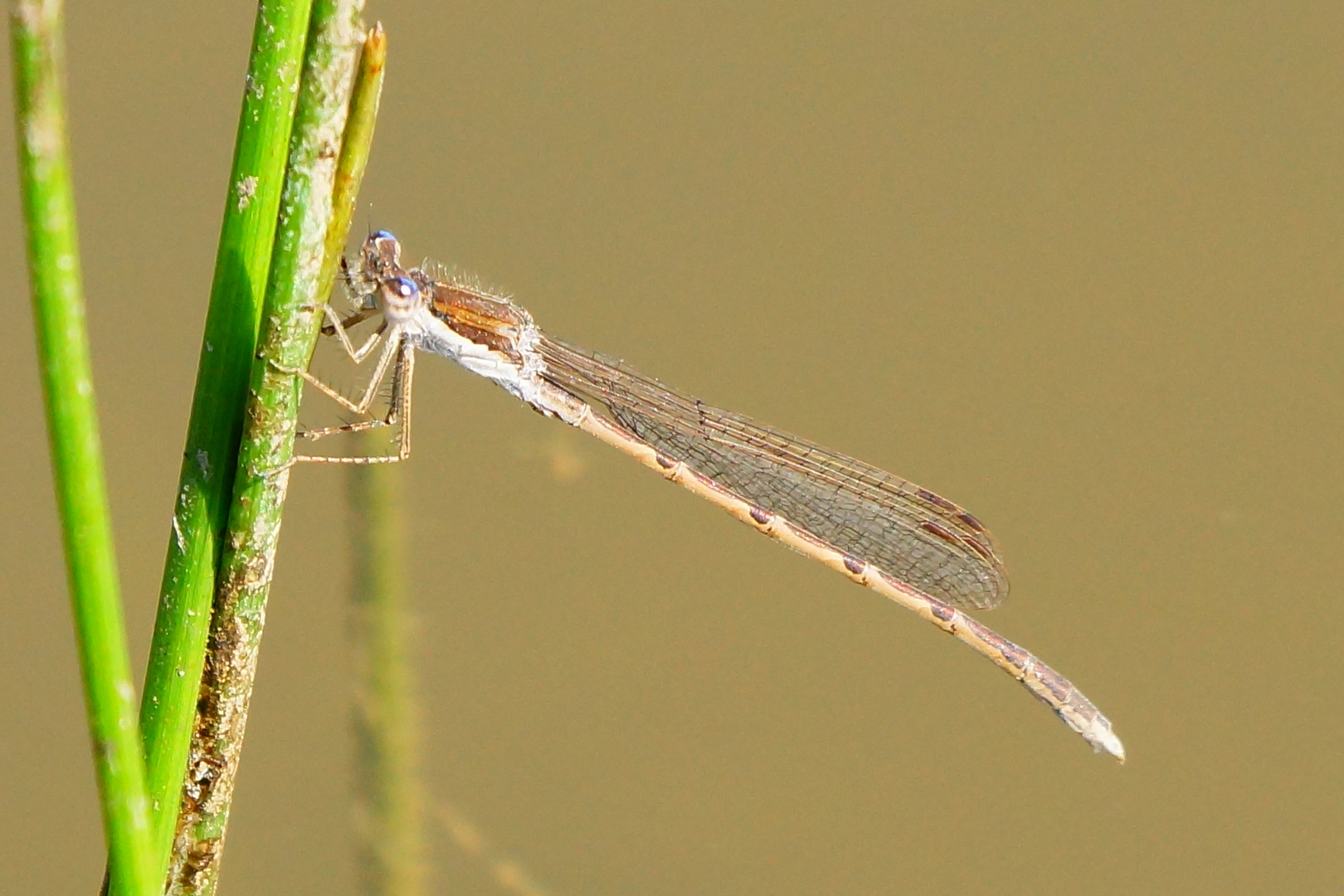 Winterlibelle 2 - Sympecma fusca