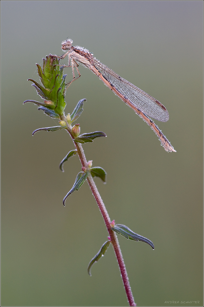 Winterlibelle