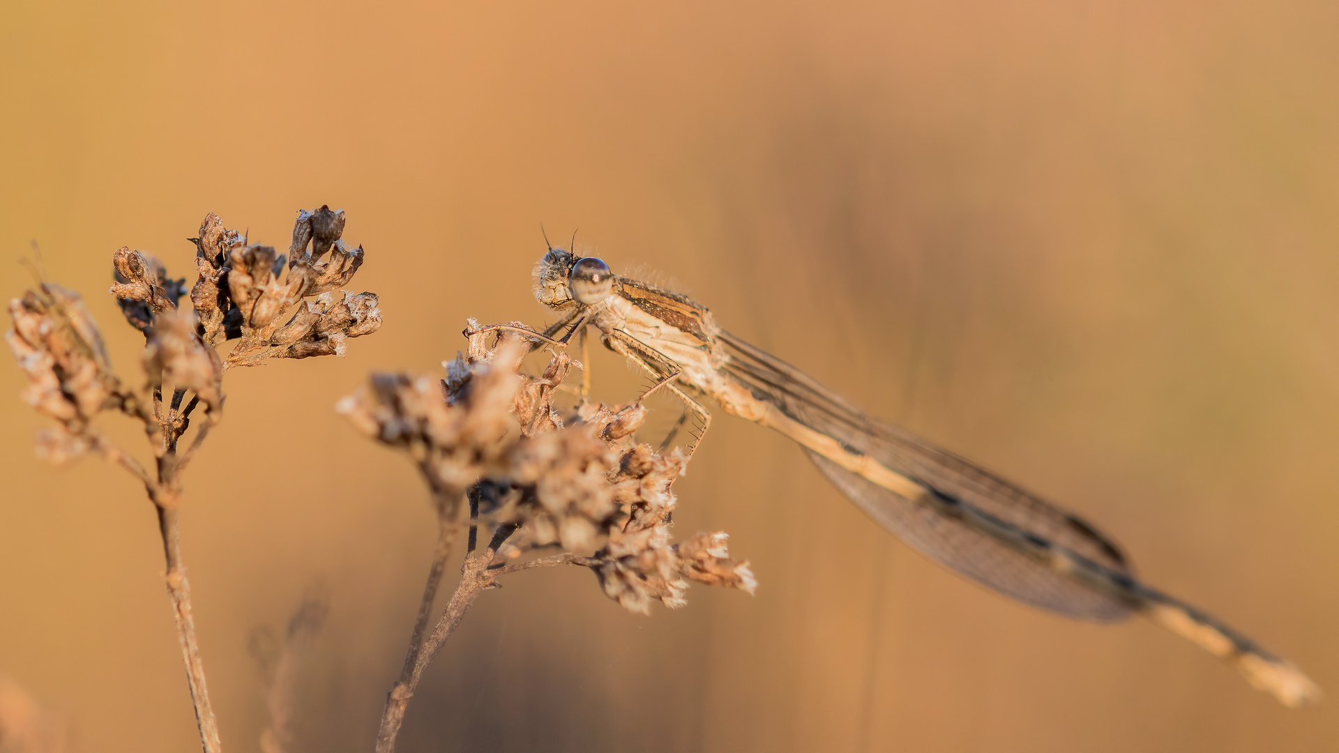 Winterlibelle im letzten Licht des Tages