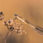 Winterlibelle im letzten Licht des Tages