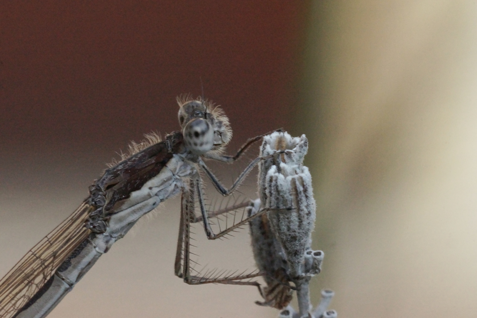 Winterlibelle-Sympecma fusca-an Lavendel