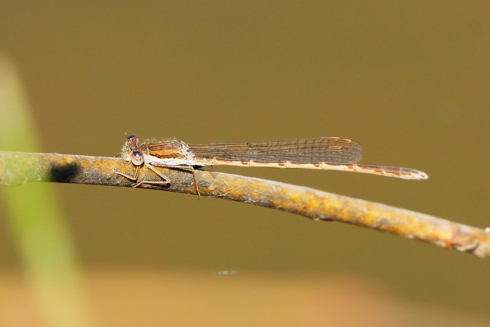 Winterlibelle - Sympecma fusca