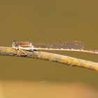 Winterlibelle - Sympecma fusca