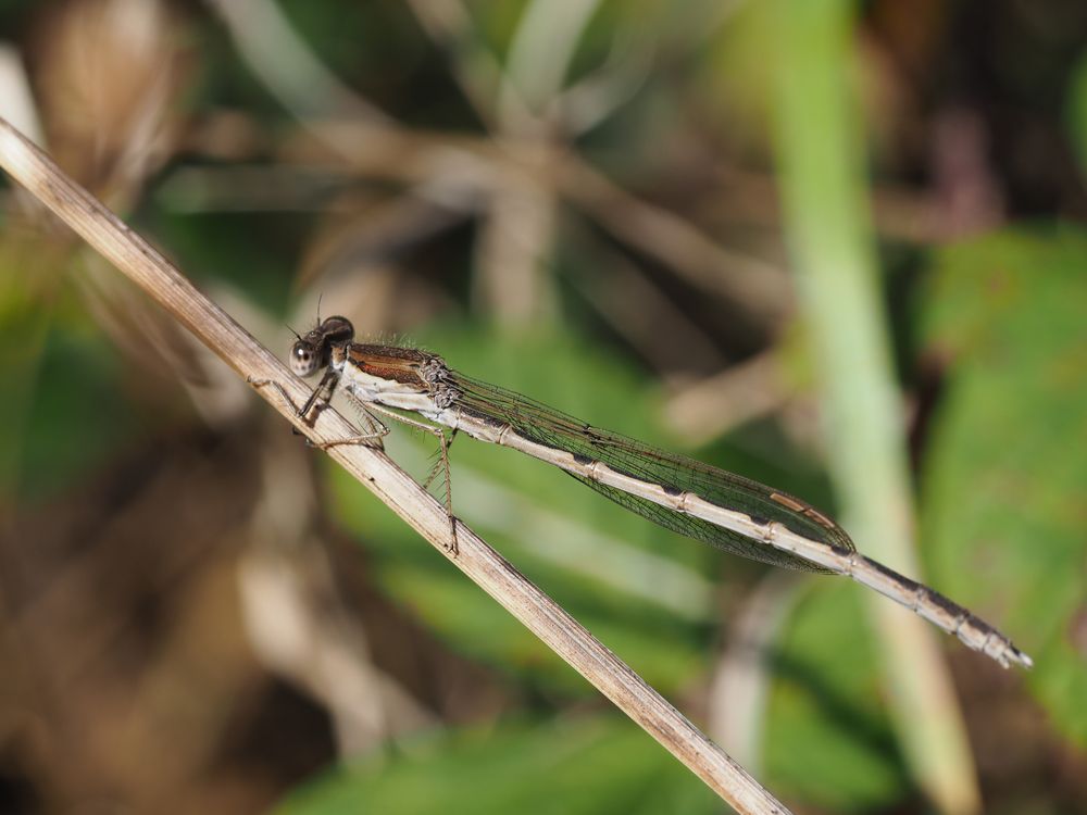 Winterlibelle (Sympecna fusca)