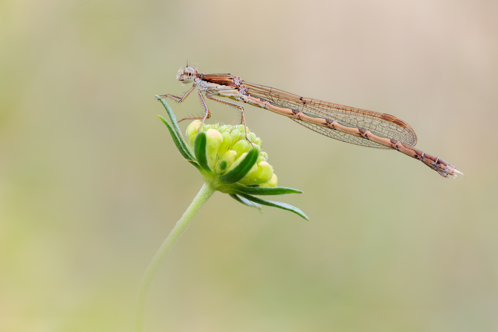 Winterlibellen (Sympecma)