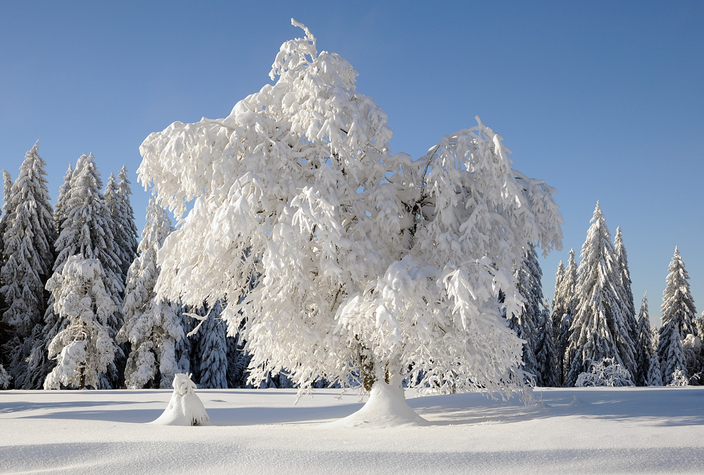 Winterlich Foto & Bild | archiv, winterliche lichtmomente, jury-voting