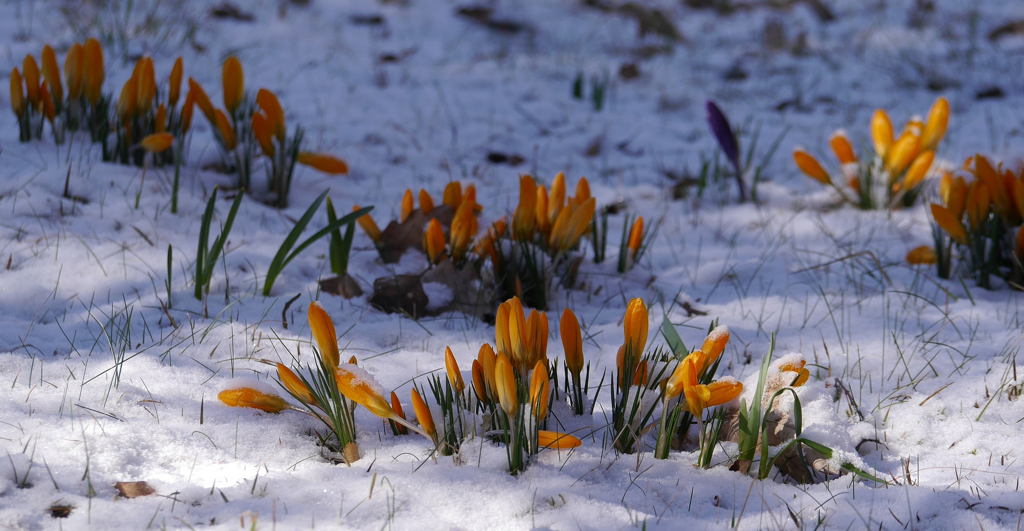 Winterlich im Frühling