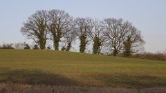 Winterlich kahle Baumgruppe im südlichen Münsterland