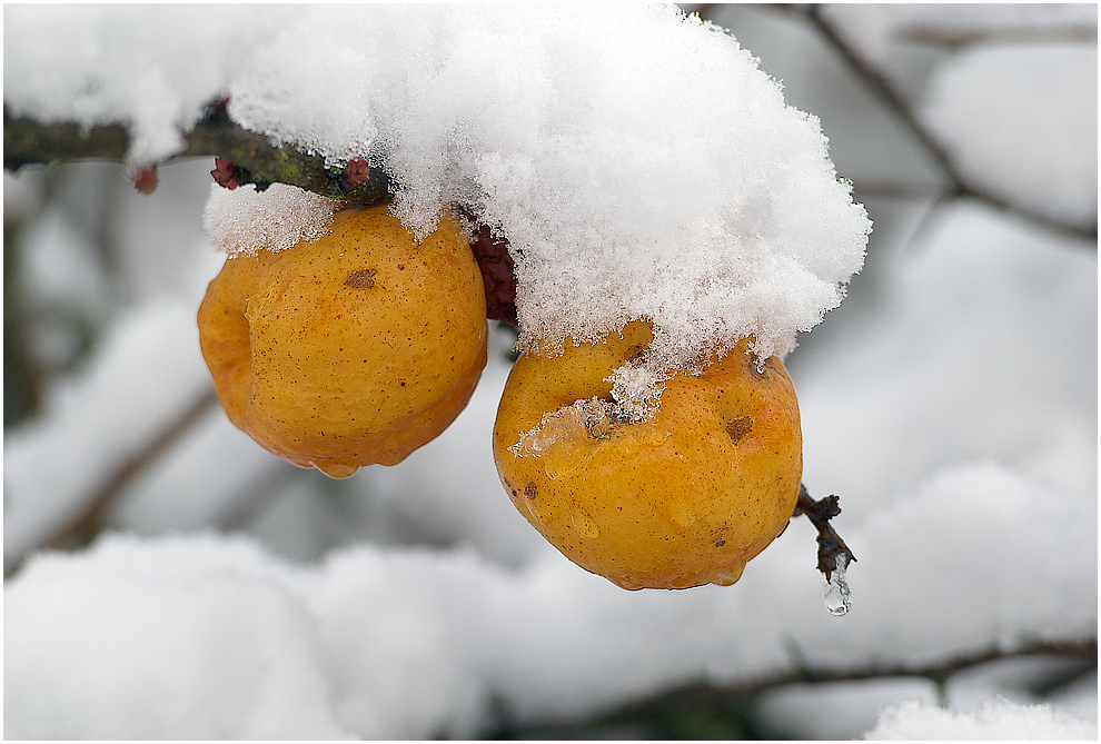 Winterlich Zierquitte