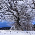 Winterliche Abendstimmung auf dem Stohren (Schwarzwald)