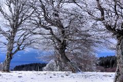 Winterliche Abendstimmung auf dem Stohren (Schwarzwald)