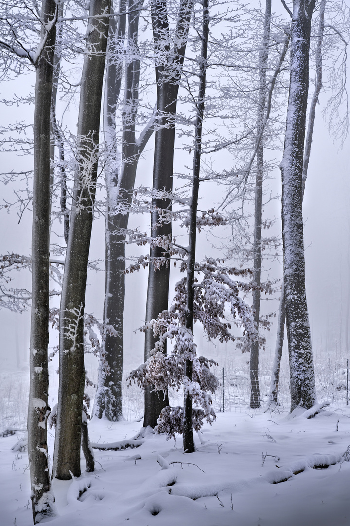 winterliche Ästhetik