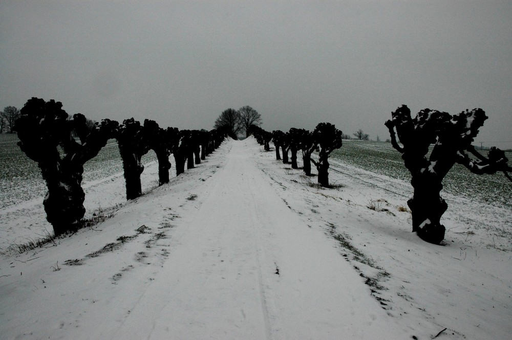 winterliche Allee