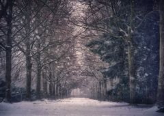 Winterliche Allee