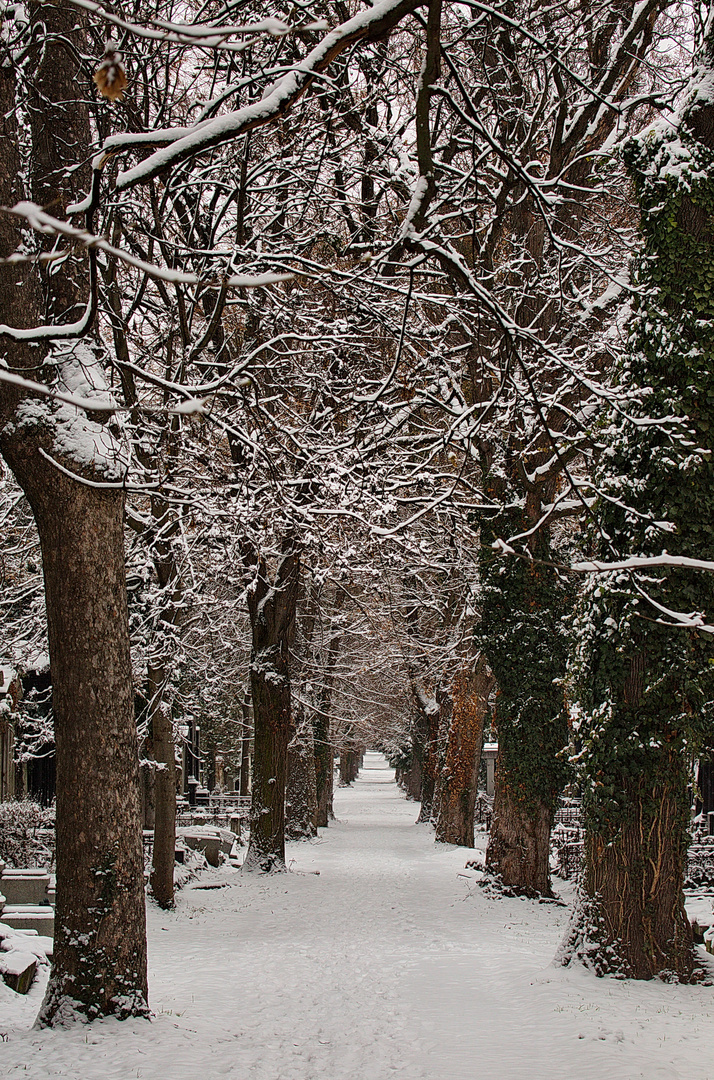 Winterliche Allee