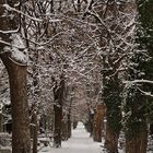 Winterliche Allee