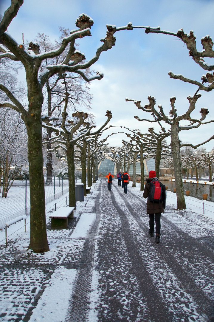 Winterliche Allee