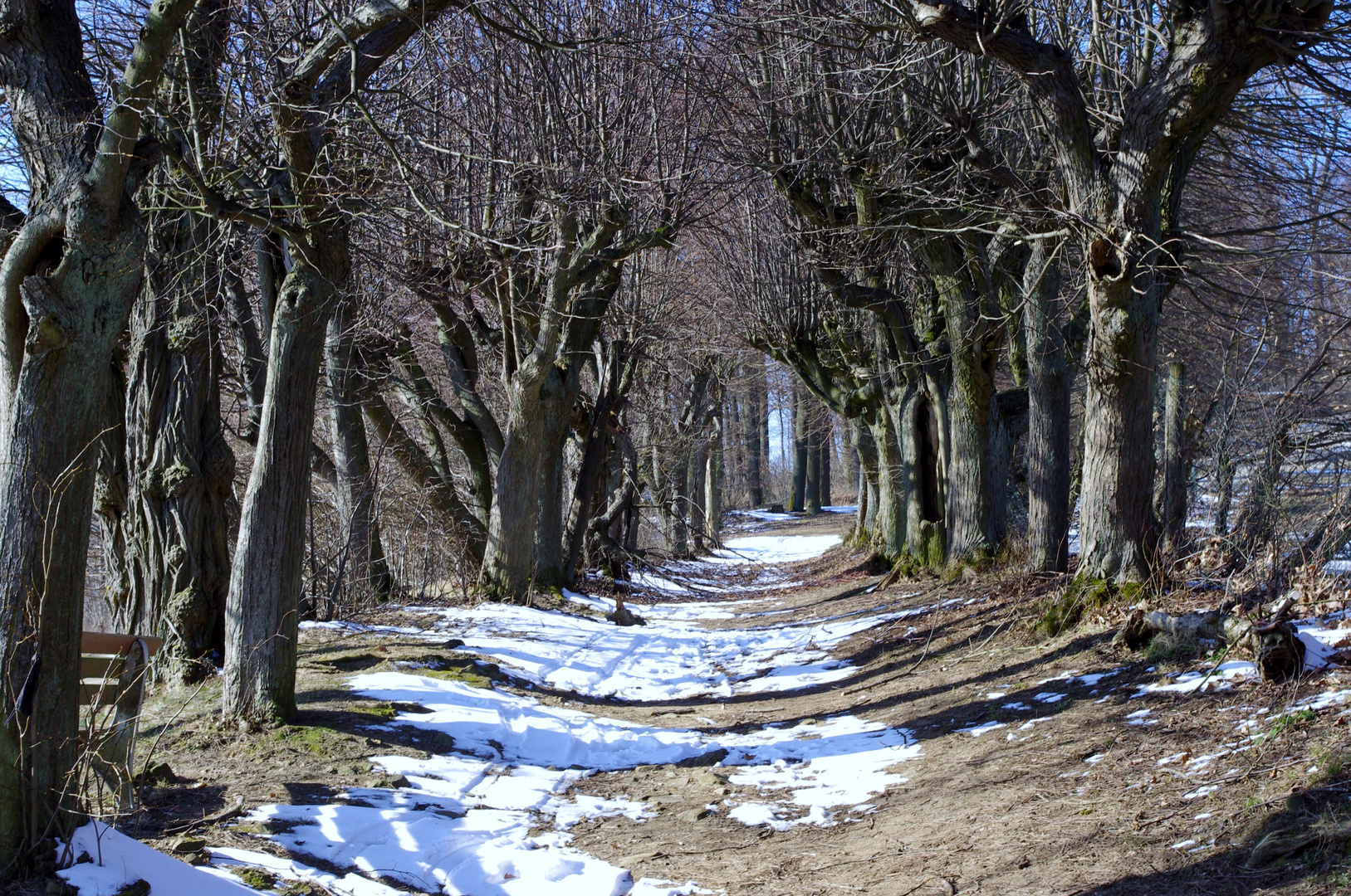 winterliche Allee auf Kloster Banz