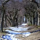 winterliche Allee auf Kloster Banz