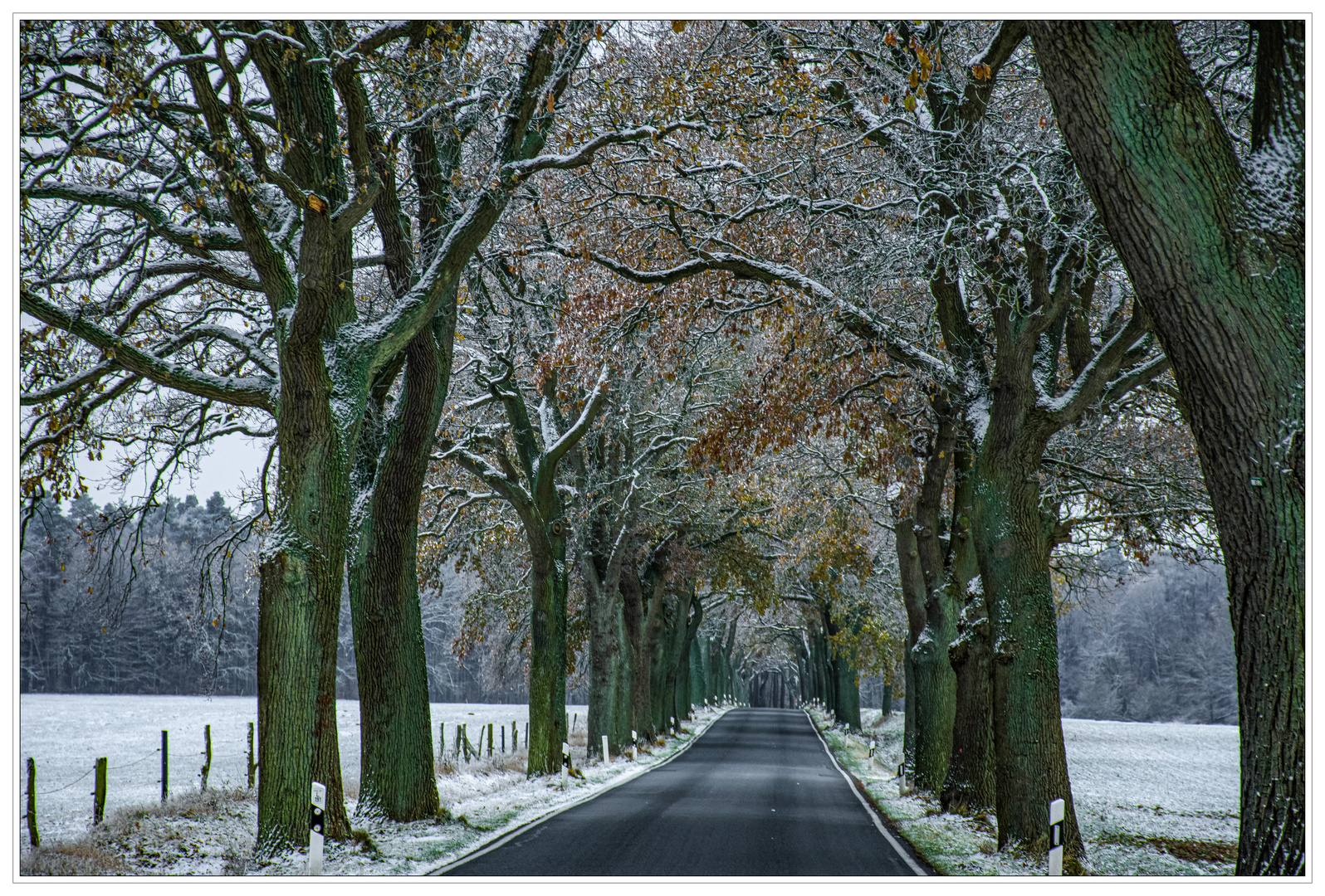 Winterliche Allee