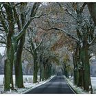 Winterliche Allee