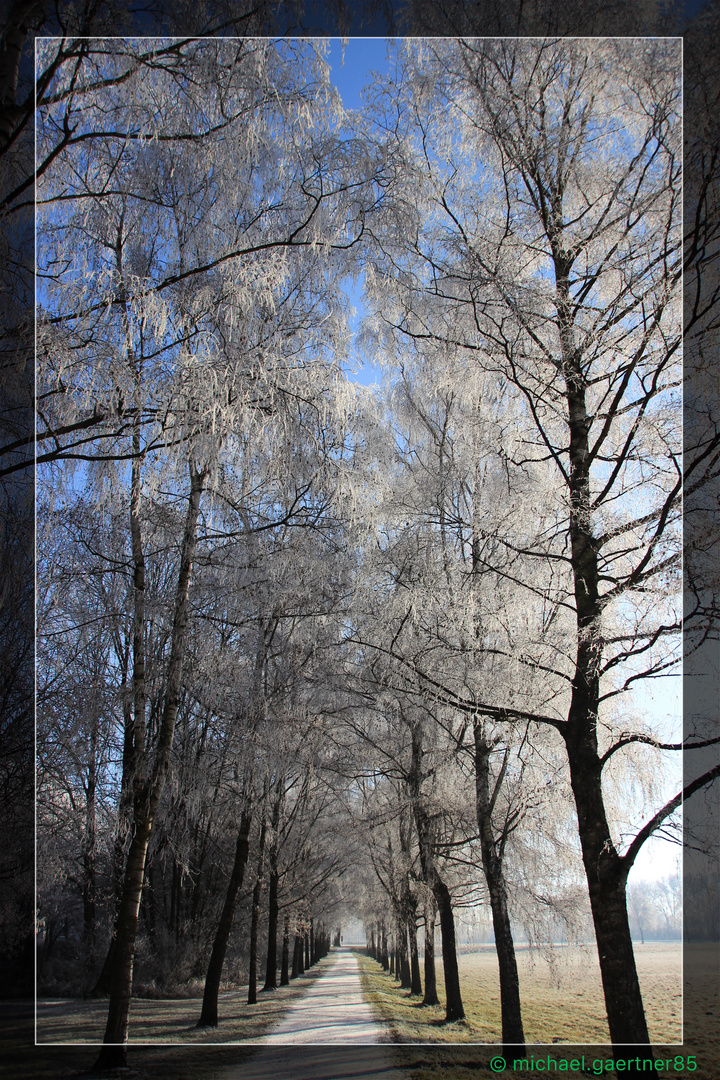 Winterliche Allee