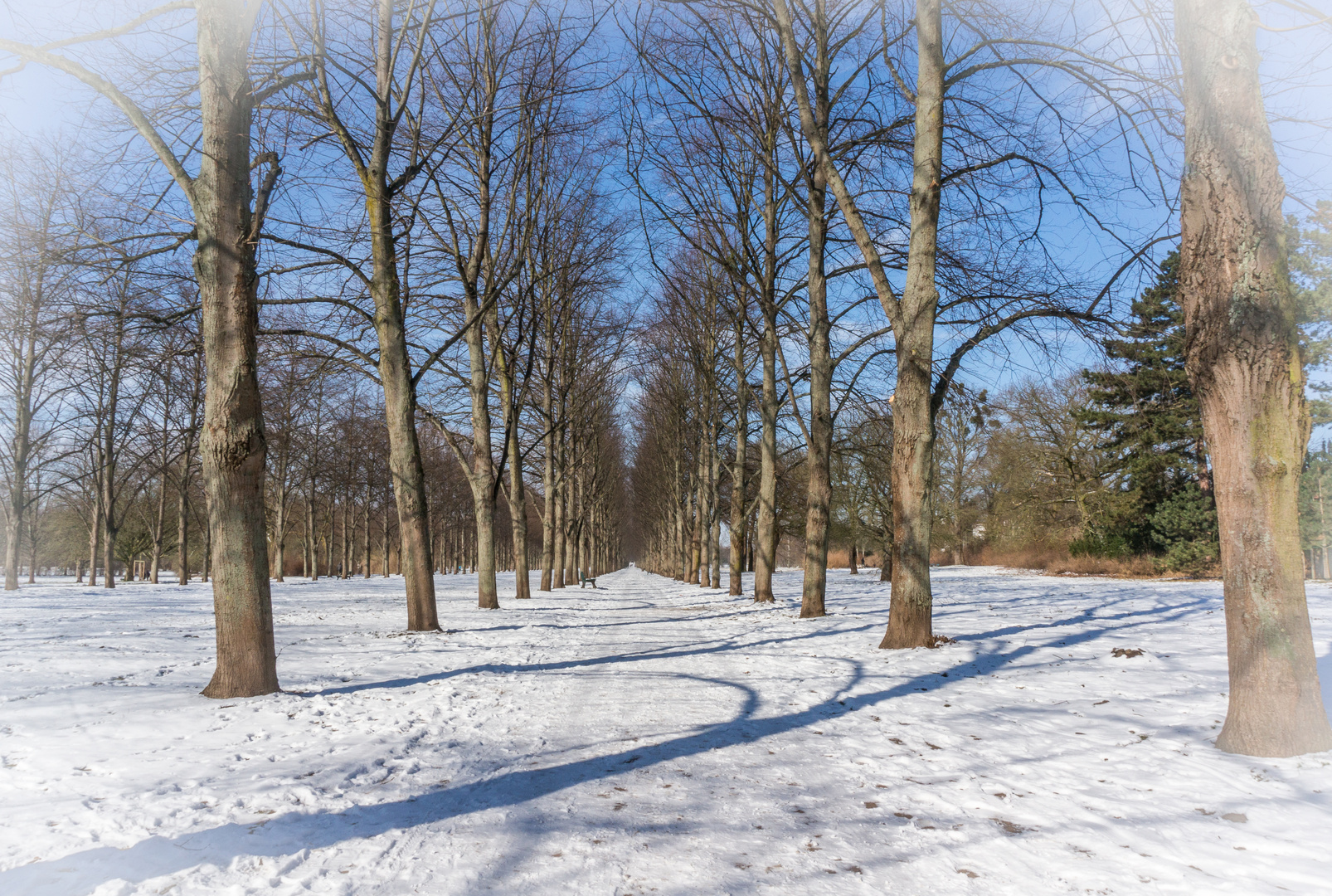 winterliche Allee II - Hannover-Herrenhausen