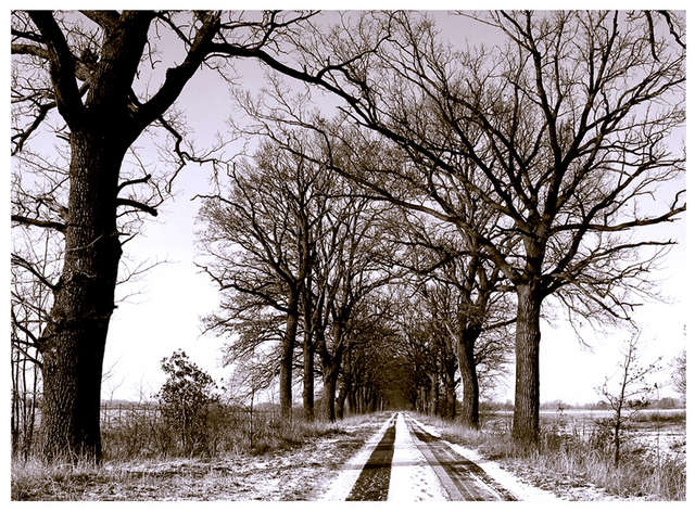 winterliche Allee in Brandenburg