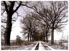 winterliche Allee in Brandenburg