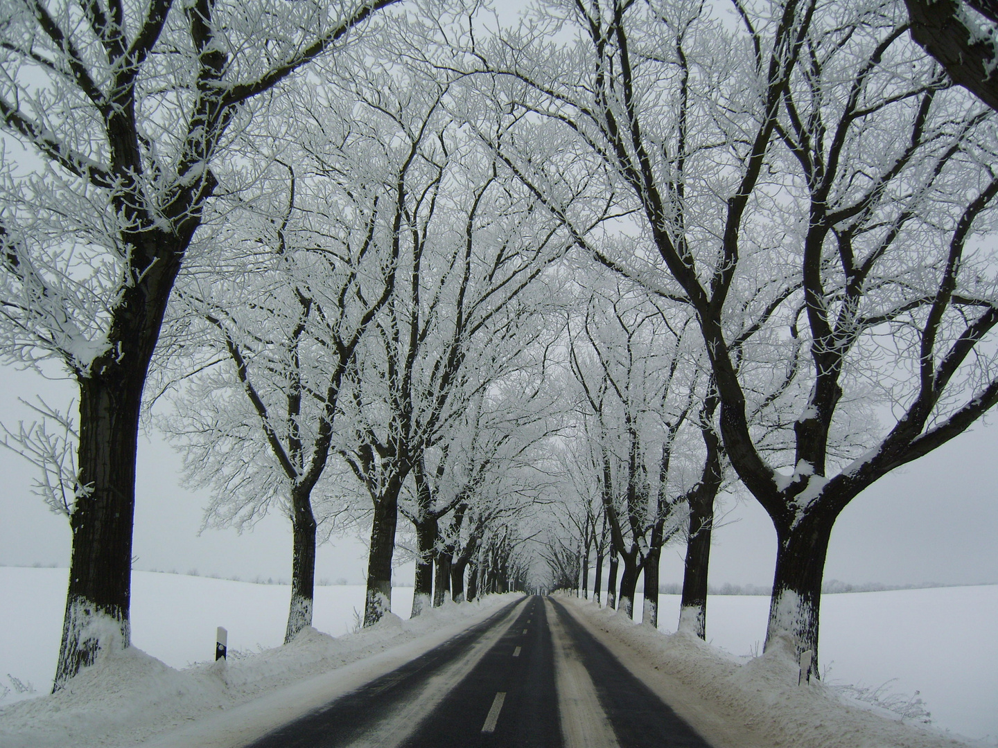 winterliche Allee in MOL